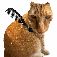 Brush Jjaemu